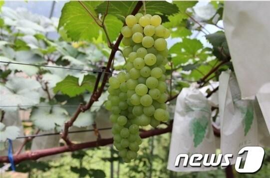 본문 이미지 - 스위트드림·청향(사진제공=홍천군청).2013.8.26 © News1  