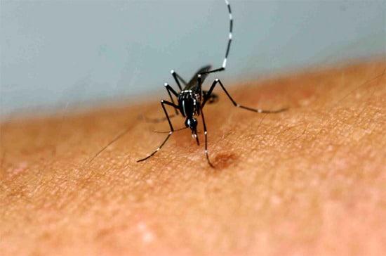 본문 이미지 - 흰줄숲모기 &#40;질병청 제공&#41; 뉴스1 ⓒ News1