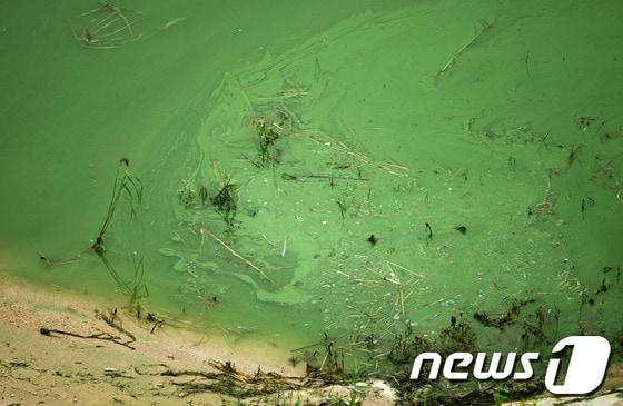 본문 이미지 - 지난 6일 경북 안동시 도산면 안동호 상류지역에서 짙은 녹조띠가 발견됐다./2013.8.6/뉴스1 © News1 피재윤 