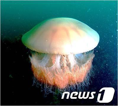 본문 이미지 - 노무라입깃해파리.(사진제공=국립수산과학원)2013.8.9/뉴스1 ⓒ News1