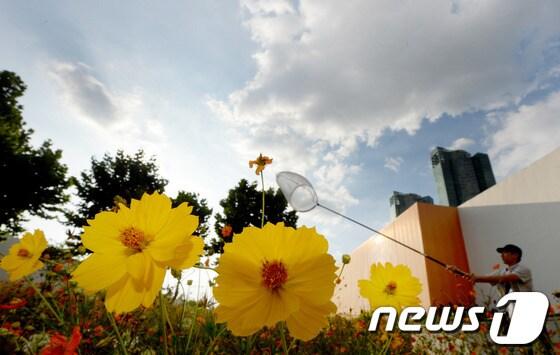 본문 이미지 - 기상청은 9일 낮 최고기온이 24도에서 29도에 이르겠다고 예보했다. © News1 양동욱 기자