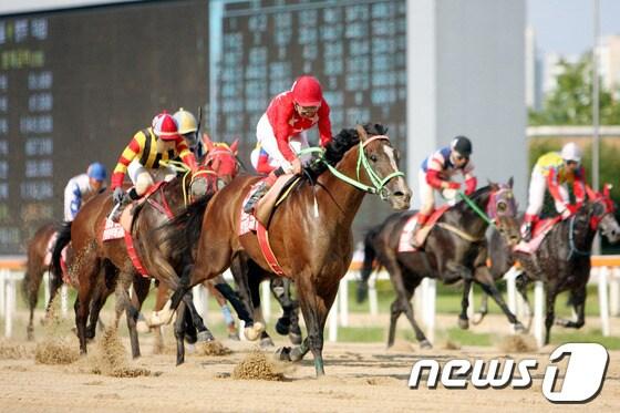 본문 이미지 - 경기 과천시 과천동 서울경마공원 경주로에서 지난해 9월 1일 열린 'SBS ESPN배 한·일경주마교류경주 혼합 1군 1400m 경기. (한국마사회 제공) /뉴스1 © News1 