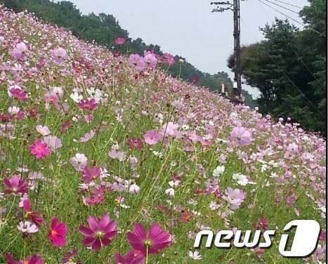 본문 이미지 - 농다리 인근에 조성된 코스모스꽃밭. 사진제공=농다리지킴이 임영은씨.© News1   장동열 