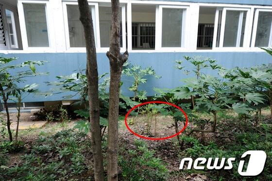 본문 이미지 - 여중생이 갓 낳은 아이의 시신이 발견된 아파트 밑 화단 현장 모습. 2013.9.13/뉴스1 © News1 전혜원 기자