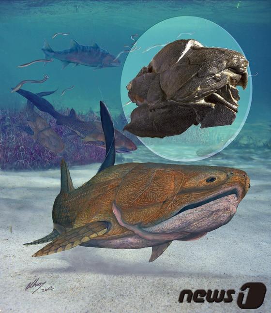 본문 이미지 - 중국 과학원이 지난 24일 공개한 갑주어류 화석과 복원도의 모습. 한 국제연구팀이 중국 남부 취징에서 발견한 이 어류의 생존시기는 실루리아기인 약 4억1900만년전이다. 연구팀은 이번 발견이 턱있는 척추동물의 기원이 상어와 같은 연골어류라는 오래된 학설을 뒤집을 것으로 보고있다.© AFP=News1 