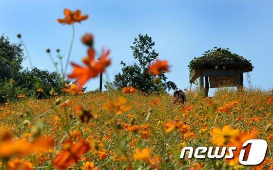 본문 이미지 - 9월 하순~10월 중순에는 대체로 일교차 큰 가을날씨를 보이겠다. /뉴스1 © News1 양동욱 기자