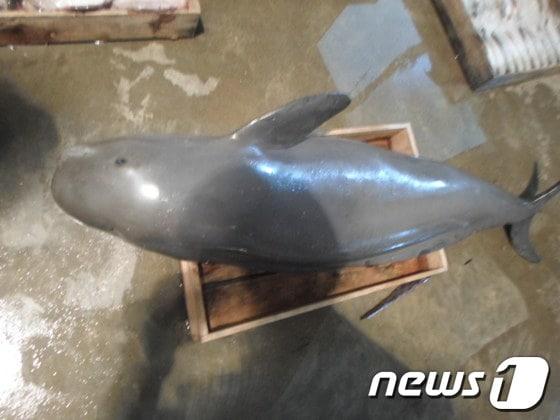 본문 이미지 - 죽은 채로 발견된 상괭이 (제공=제주해양경찰서) © News1  