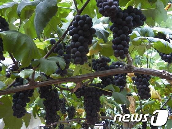 본문 이미지 - © News1  