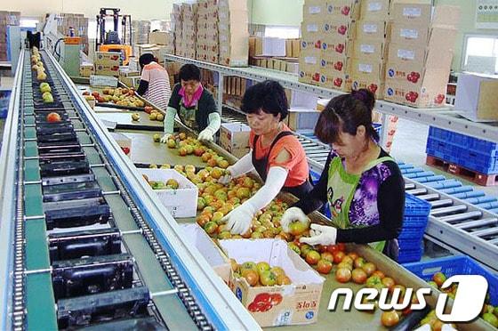 본문 이미지 - 토마토 선별 공장에서 직원들이 토마토를 선별하고 있다. (사진제공=정선군청).2013.9.09 © News1   하중천 