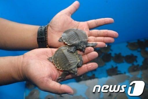 본문 이미지 - © AFP=뉴스1 