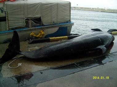 본문 이미지 - 18일 오전 강릉 안인진리 앞바다에서 그물에 걸려 죽은 흑범고래가 발견됐다.  &#40;속초해양경찰서 제공&#41;2014.1.18/뉴스1 © News1   엄용주 
