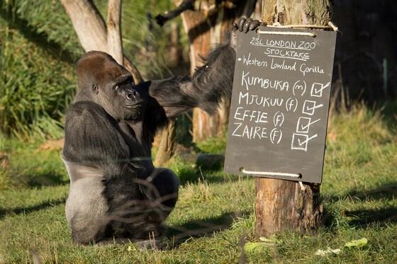 본문 이미지 - 영국 런던동물원에서 사육되고 있는 웨스턴 로랜드 실버백 고릴라 수컷 쿰부카가 2일(현지시간) 매년 초 실시되는 현황조사 동안 동료 고릴라 이름이 적힌 흑판을 만지고 있다.  연례 현황조사는 의무사항으로 동물원 허가에 필요하다.  ©AFP=뉴스1  