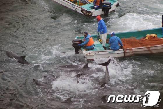 본문 이미지 - 타이지 대학살 (시셰퍼드 페이스북) ⓒ News1