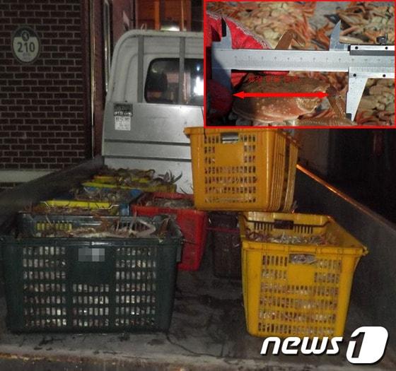 본문 이미지 - 불법으로 포획한 체장미달대게.(뉴스1 자료)ⓒ News1
