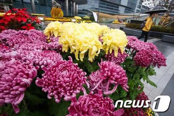 본문 이미지 - 국화의 꽃말이 누리꾼들의 관심을 모으고 있다. ⓒ News1