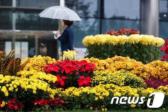 본문 이미지 - 국화의 꽃말이 공개됐다. ⓒ News1