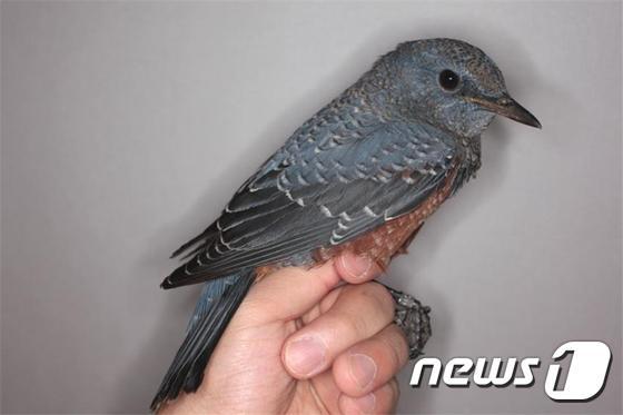 본문 이미지 - 흑산도서 대만까지 이동한 바다직박구리. (국립공원관리공단 제공) ⓒ News1