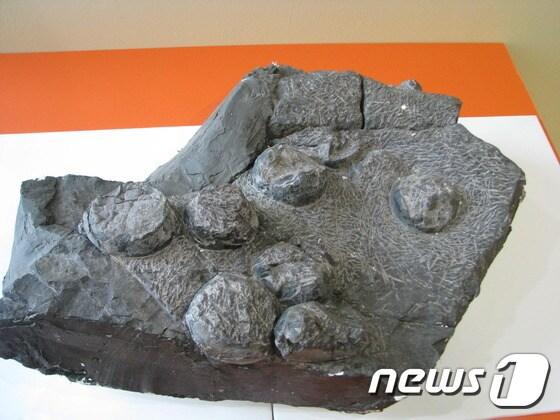 본문 이미지 - 고성 월평리에서 발견된 공룡알 화석ⓒ News1