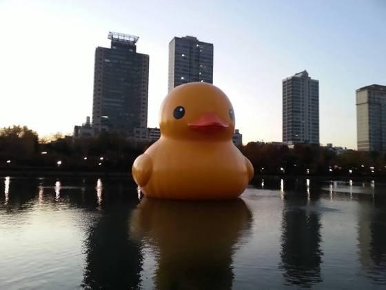 본문 이미지 - 러버덕이 14일을 끝으로 철거된다. 러버덕 공식 페이스북 ⓒ News1