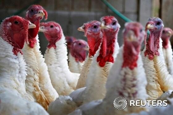 본문 이미지 - 미국 매사추세츠주 노스리딩 소재 세븐 에이커스 팜에서 사육되고 있는 칠면조. ⓒ News1 이기창