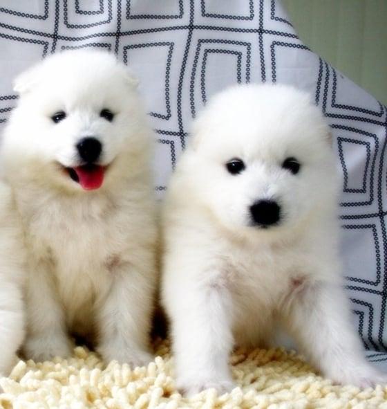 본문 이미지 - 견종 사모예드.ⓒ News1