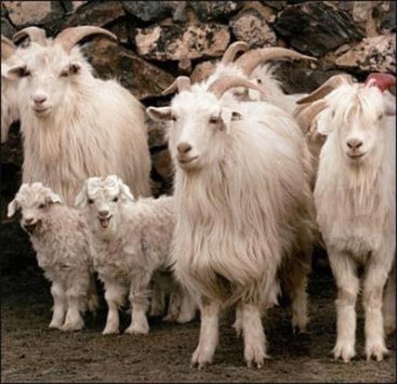 본문 이미지 - 캐시미어는 양의 털을 사용한다. ⓒ News1