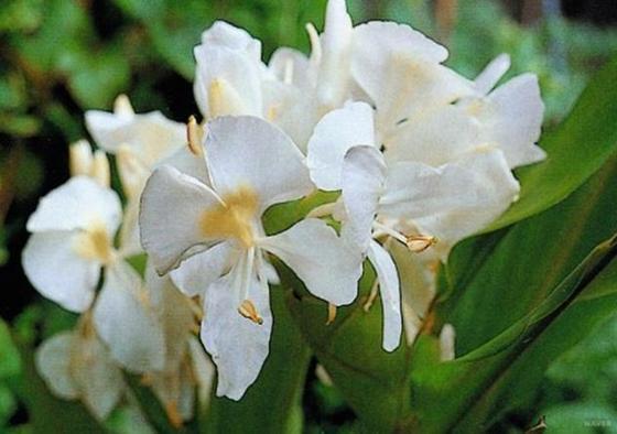 본문 이미지 - 꽃생강 ⓒ 한국화재식물도감 제공