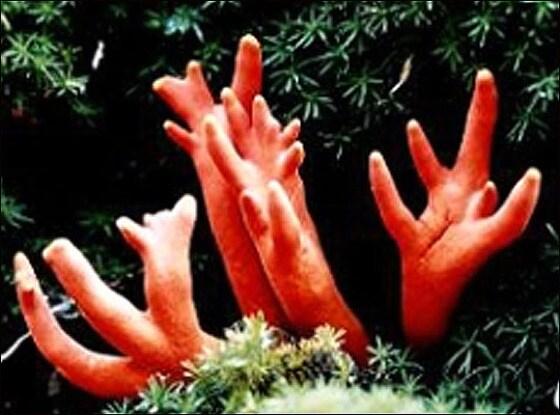 본문 이미지 - 국립산림과학원 제공