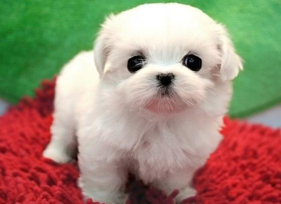 본문 이미지 - 애완견에게 먹이면 안 되는 음식이 화제다.ⓒ News1