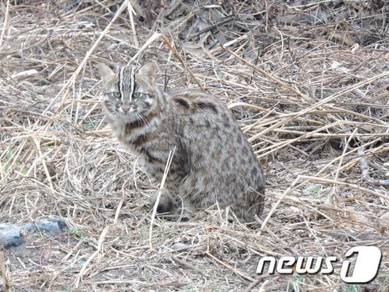 본문 이미지 - 지난달 29일 창녕군 우포늪에서 카메라에 포착된 멸종위기 포유류 '삵' <환경감시원 성병천씨 제공>ⓒ News1