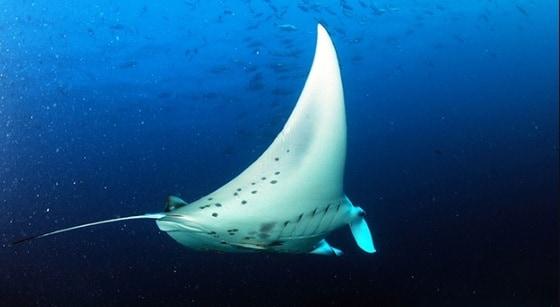 본문 이미지 - 출처=네이버캐스트