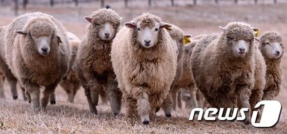 본문 이미지 - 2015년 ‘푸른 양의 해’인 을미년 (乙未年)을 앞둔 강원도 평창군 대관령 하늘목장에서 양떼들이 목장을 거닐고 있다. 온순한 양의 기운을 받아 을미년에는 평화롭게 무리 지어 살아가는 양처럼 화합과 평화의 기운이 가득 찬 한 해가 되기를 기원해본다. 2014.12.31/뉴스1 ⓒ News1 박지혜 기자