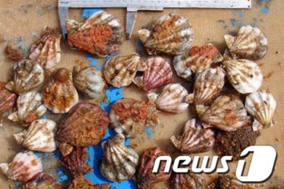 본문 이미지 - ⓒ News1