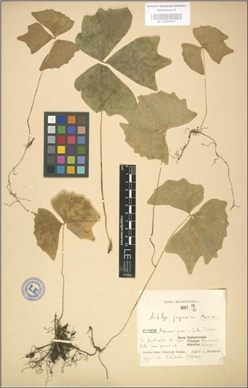 본문 이미지 - 세잎풀(Achlys japonica Maxim, 1897년 압록강 강계군지역에서 채집) © News1 