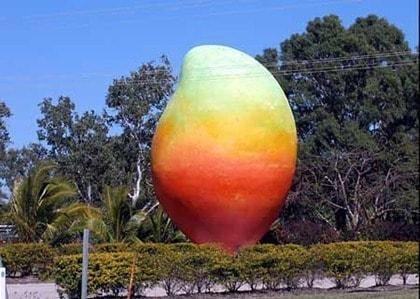 본문 이미지 - 호주 퀸즐랜드 주 보웬 지역에 설치된 &#39;빅 망고&#40;Big Mango&#41;&#39;. © News1 