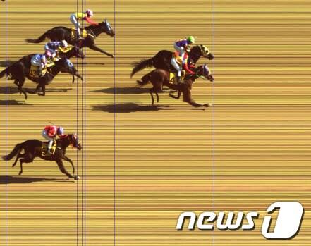 본문 이미지 - 지난달 26일 과천 서울경마공원에서 열린 5경주에서 문세영과 서승운이 동시에 결승선을 통과하며 공동 1위를 기록했다./한국마사회 제공© News1