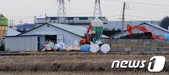 본문 이미지 - 방역당국 관계자들이 이달 초 경기 화성 한 농장에서 닭 살처분을 진행하고 있다.© News1   이성래 인턴기자