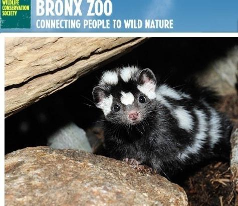본문 이미지 - 스컹크.(미국 브롱스 동물원 홈페이지)© News1  