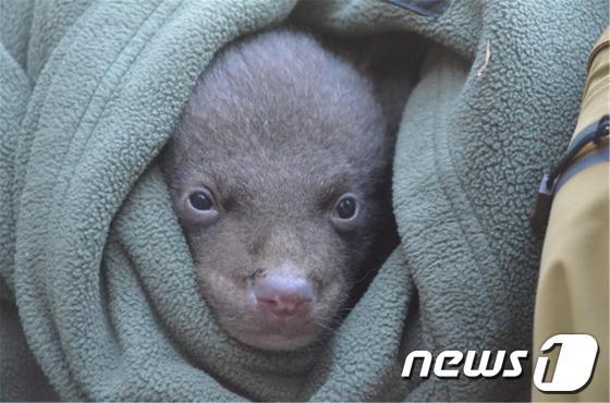 본문 이미지 - 중국에서 2011년 도입해 지리산에 방사한 어미곰(CF-38)이 최근 바위굴에서 새끼 두 마리를 낳았다. (환경부 제공) © News1 