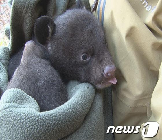 본문 이미지 - 지리산에 반달가슴곰 5마리가 태어나면서 반달곰 가족이 모두 35마리로 늘어났다. 18일 환경부와 국립공원관리공단은 최근 지리산국립공원에서 서식하는 반달가슴곰의 위치추적발신기 배터리를 교체하던 중 어미 곰 3마리가 모두 5마리의 새끼를 출산했음을 확인했다고 밝혔다.환경부 발표에 따르면 지난 2007년 러시아에서 도입해 방사한 RF-23은 17일 나무굴에서 새끼 두 마리를 출산했으며, 서울대공원에서 도입해 방사한 KF-27은 지난 5일 나무뿌리 아래서 새끼 1마리를 출산했다. 또 중국에서 온 CF-38은 11일 바위굴에서 새끼 두 마리를 낳았다.국립공원관리공단 이배근 부장은 “2009년부터 지리산 야생에서 반달가슴곰 새끼가 출산되기 시작했는데, 금년에 가장 많은 5마리가 출산됐다”고 말했다.지리산 반달가슴곰 복원사업은 지난 2004년부터 시작됐으며 2020년까지 반달곰 개체수를 50마리까지 늘리겠다는 계획이다. (환경부 제공) 2014.3.18/뉴스1 © News1   