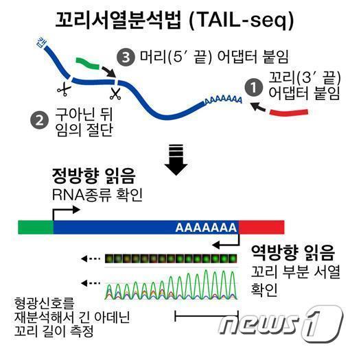 본문 이미지 - IBS RNA연구단이 세계 최초로 개발한 RNA꼬리 측정기술. © News1 