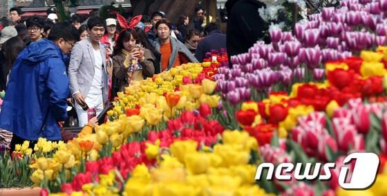 본문 이미지 - 포근한 날씨를 보인 23일 경기 용인 에버랜드를 찾은 가족 단위 시민들이 만개한 튤립을 보며 즐거운 시간을 보내고 있다. © News1 허경 기자