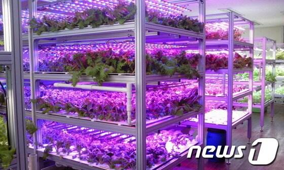 본문 이미지 - 과천시와  주한미국인 여성 모임(AWCK)이 노령장애인들의 일자리 창출을 위해 손을 맞잡았다. 사진은 과천시장애인복지관 지하 1층과 지상 4층에 설치된  LED 수경재배기./과천시 제공© News1  