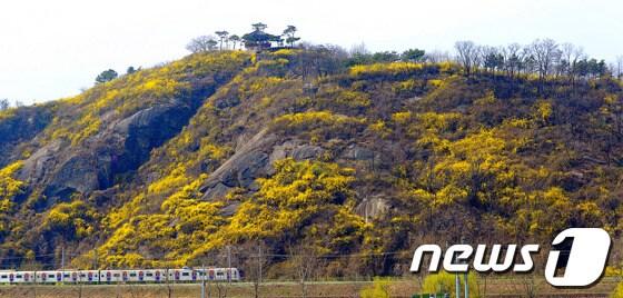 본문 이미지 - 26일 오후 서울 성동구 응봉산에 개나리가 활짝 피어 봄내음을 풍기고 있다. /뉴스1 © News1 박지혜 기자
