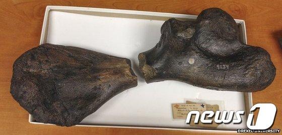 본문 이미지 - 163년만에 짝을 찾은 백악기 거대 거북이의 앞다리 뼈.(출처=드렉셀 대학 자연과학연구소)© News1 