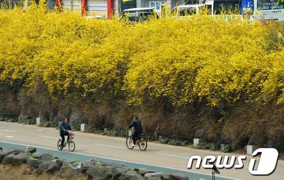 본문 이미지 - 서울의 최고 기온이 22도까지 오르는 등 초여름 같은 날씨를 보인 27일 오후 개나리가 만개한 서울 서대문구 홍제천에서 시민들이 자전거를 타고 있다. 2014.3.27/뉴스1 © News1   박세연 기자
