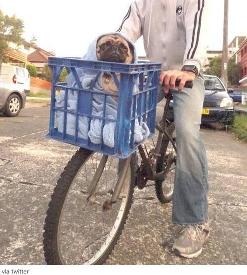 본문 이미지 - 길에서 만난 ET(온라인 커뮤니티). © News1   