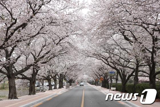 본문 이미지 - 전북 정읍시의 대표 축제인 '정읍 벚꽃축제가' 코로나19 팬데믹 이후 4년 만에 개최된다. 정읍시 천변로 벚꽃길 (뉴스1/DB)