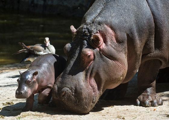 본문 이미지 - © News1  