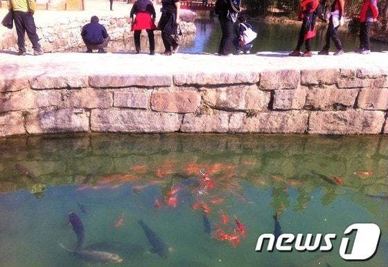 본문 이미지 - 전북 남원시 광한루원 연못에 살고 있는 3000여 마리의 비단잉어들이 화려한 몸짓을 하면서 광한루원을 방문한 관광객들에게 볼거리를 선사하고 있다.(남원시 제공)2013.4.1/뉴스1 © News1 김춘상 기자